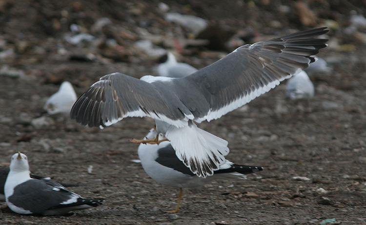 Larus (f.) heuglini