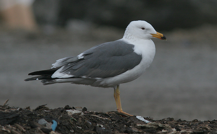 Larus (f.) heuglini