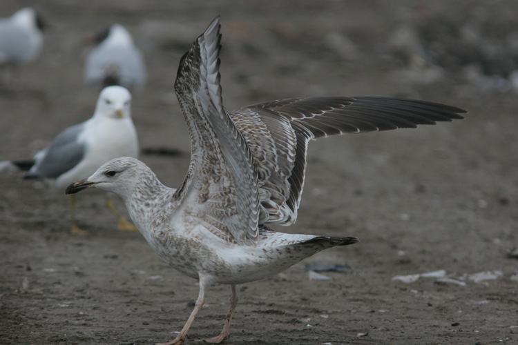 Larus (f.) heuglini