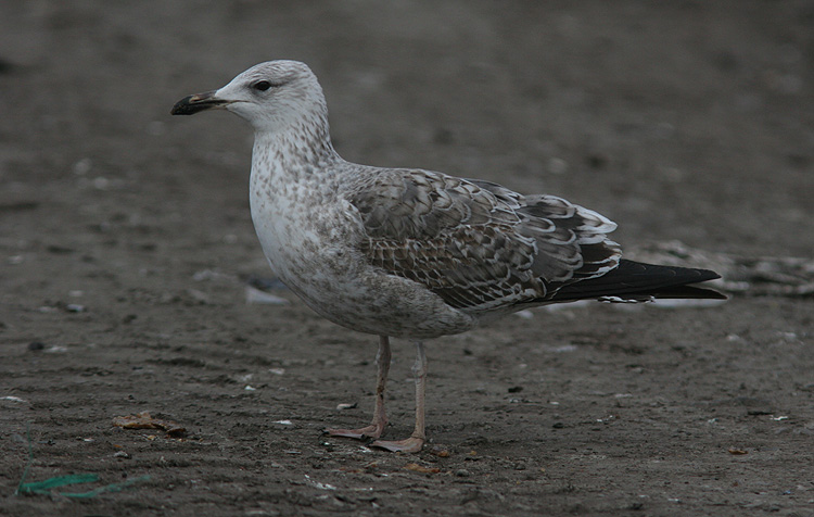 Larus (f.) heuglini