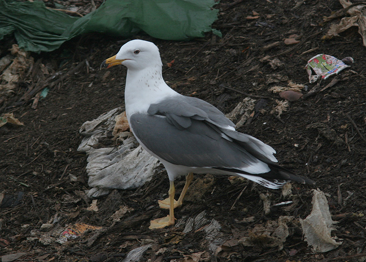 Larus (f.) heuglini