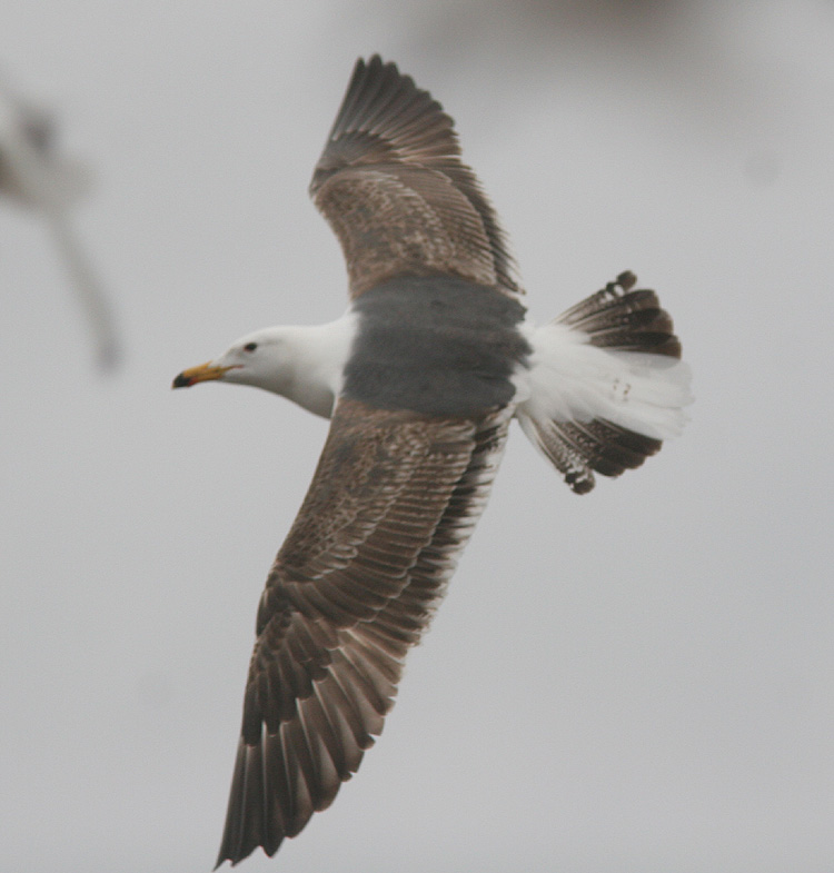 Larus (f.) heuglini/graellsii/intermedius