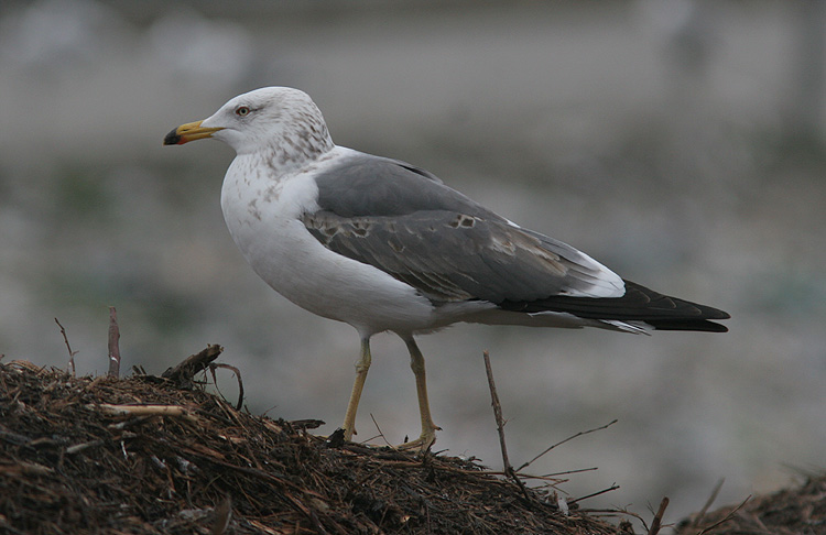 Larus (f.) heuglini