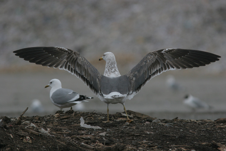 Larus (f.) heuglini