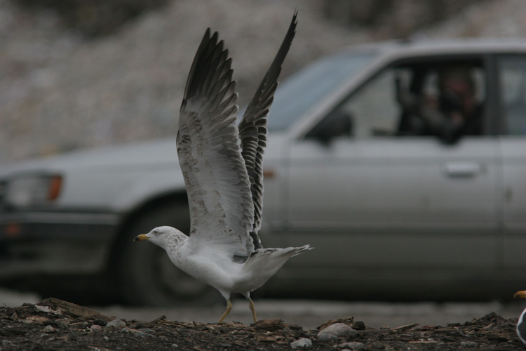 Larus (f.) heuglini