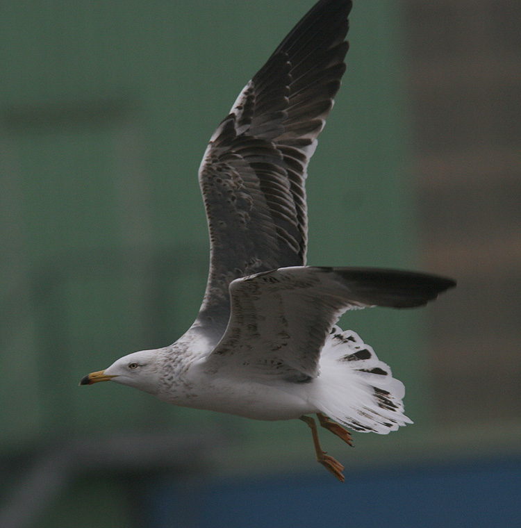 Larus (f.) heuglini