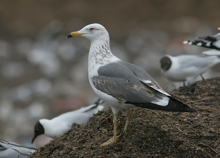 Larus (f.) heuglini