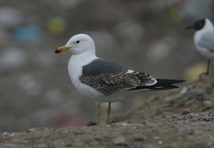 Larus (f.) heuglini/graellsii/intermedius