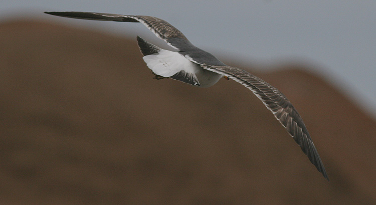 Larus (f.) heuglini/graellsii/intermedius