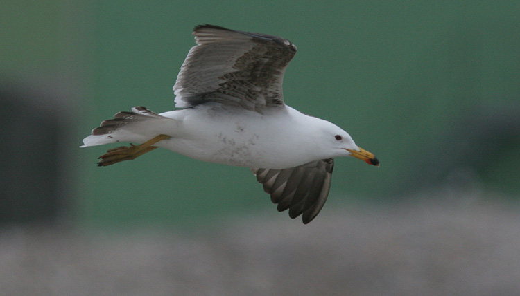 Larus (f.) heuglini/graellsii/intermedius