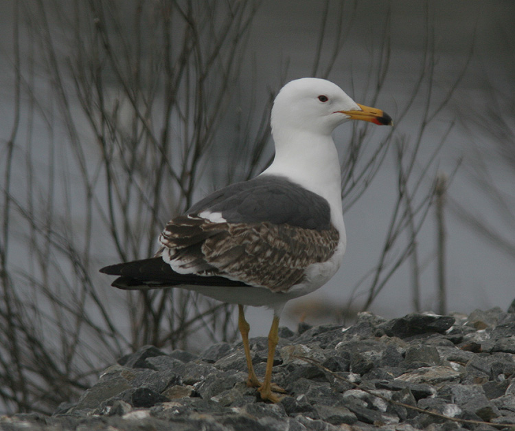 Larus (f.) heuglini/graellsii/intermedius