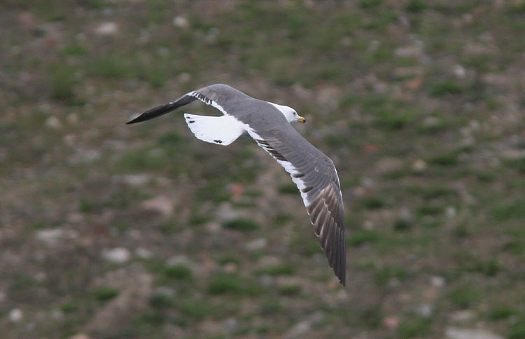 Larus (f.) heuglini