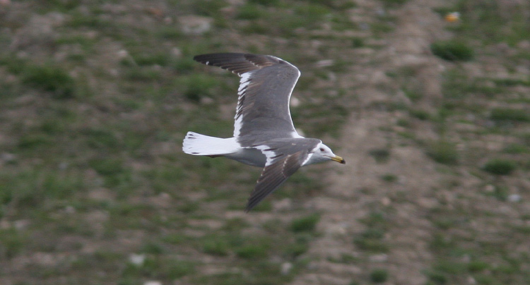 Larus (f.) heuglini