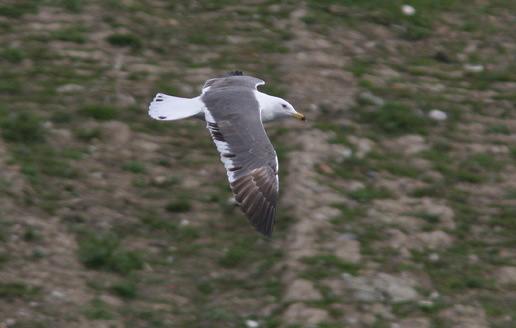 Larus (f.) heuglini
