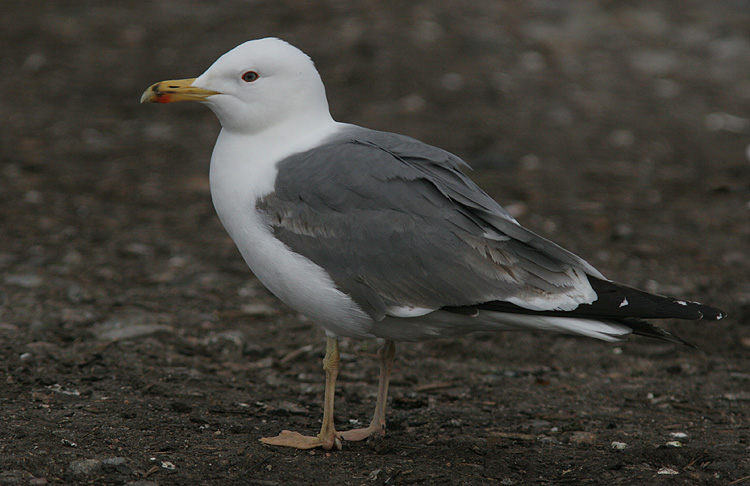 Larus (f.) heuglini