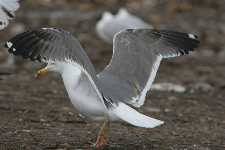 Larus (f.) heuglini