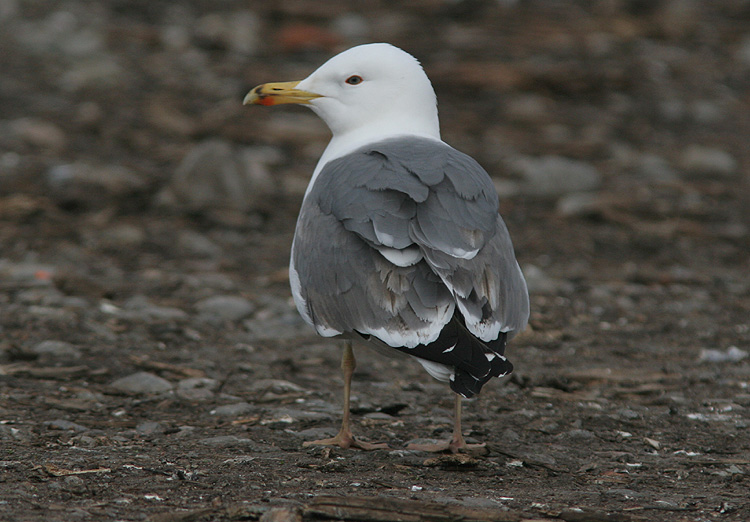 Larus (f.) heuglini