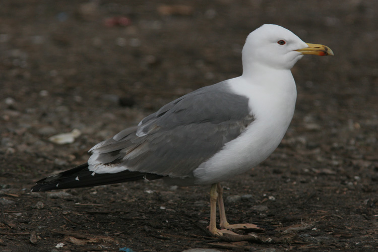 Larus (f.) heuglini