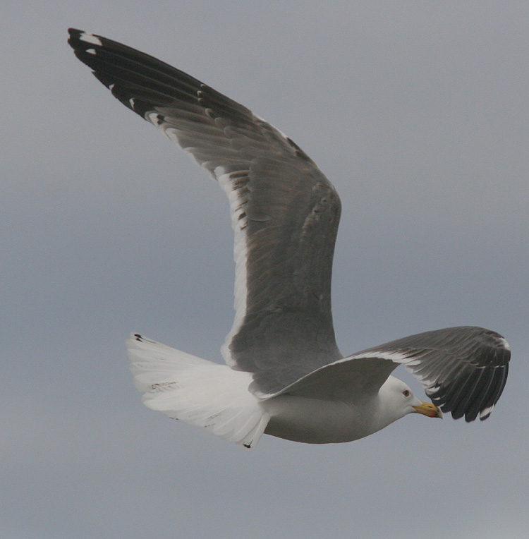 Larus (f.) heuglini