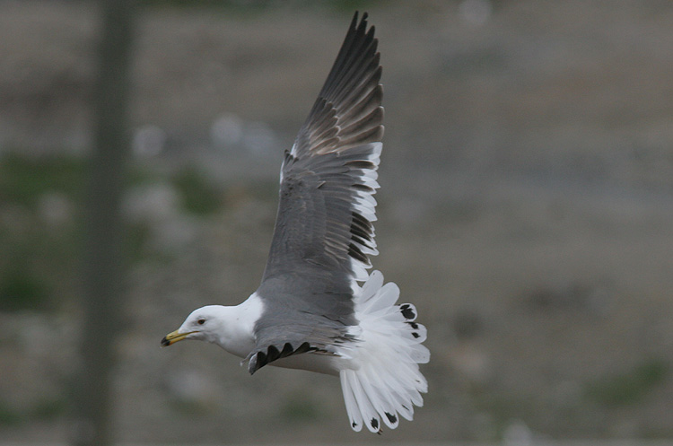 Larus (f.) heuglini
