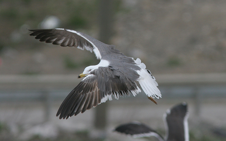 Larus (f.) heuglini