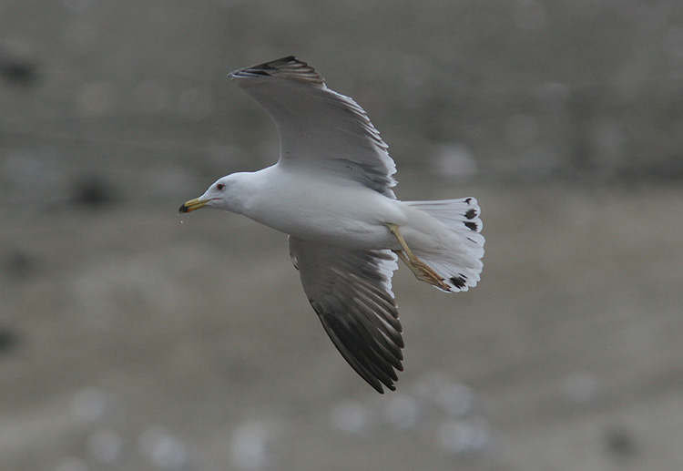 Larus (f.) heuglini