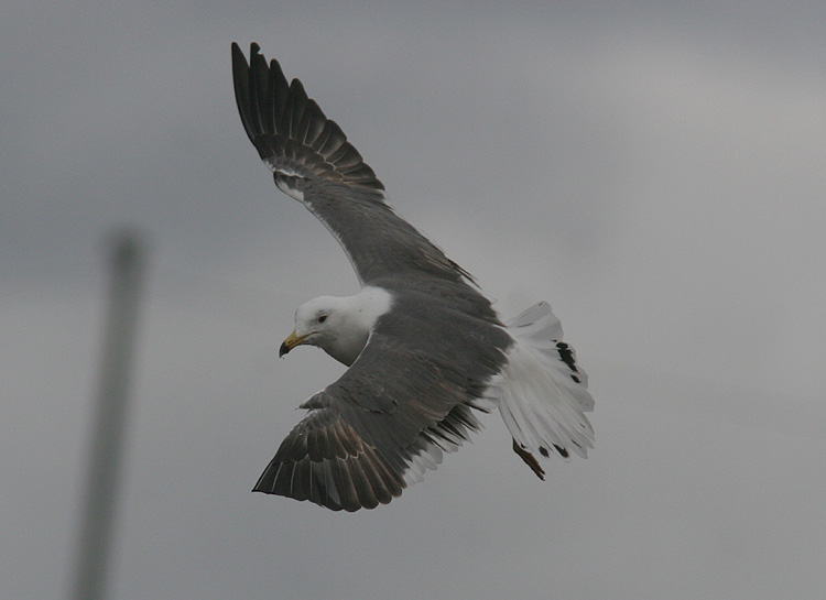 Larus (f.) heuglini