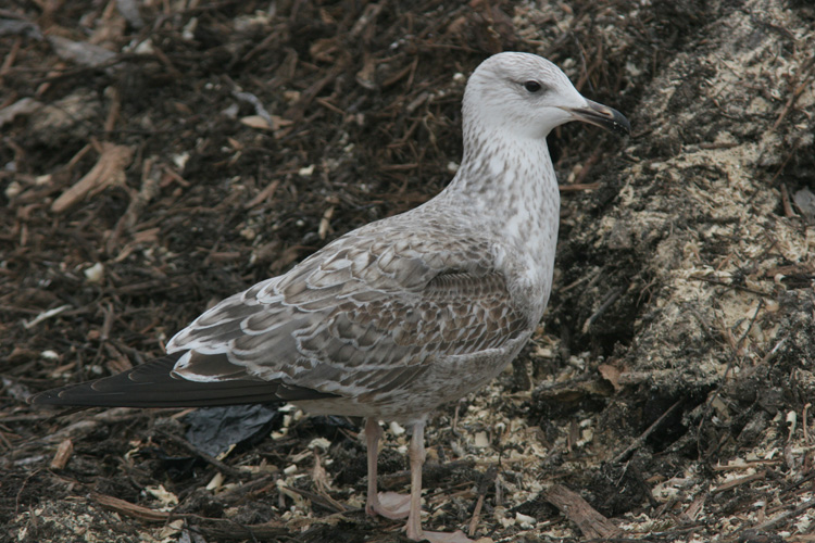 Larus (f.) heuglini