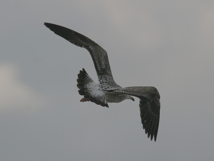 Larus fuscus heuglini