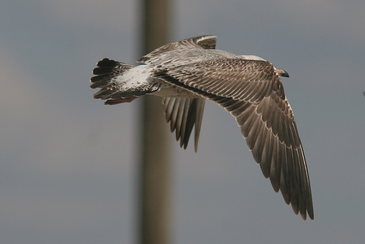 Larus fuscus heuglini