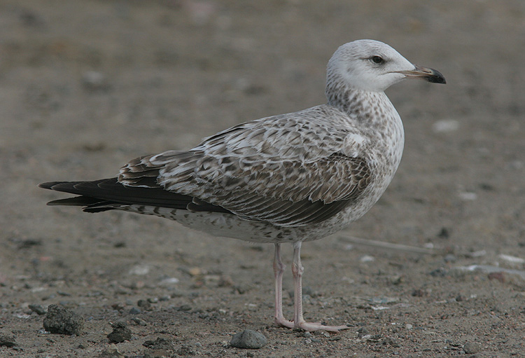 Larus fuscus heuglini