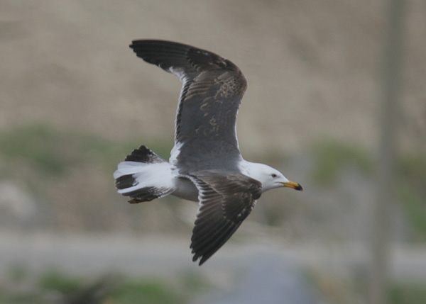 Larus fuscus h/g/i