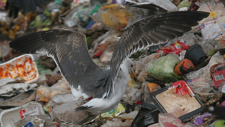 Larus fuscus h/g/i