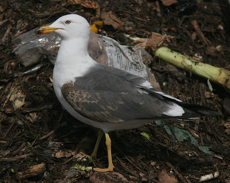 Larus fuscus h/g/i