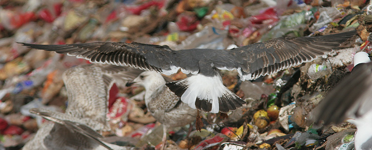 Larus fuscus h/g/i
