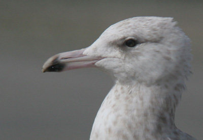 Larus hyperboreus hybrid