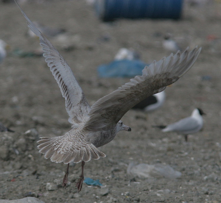 Larus hyperboreus hybrid