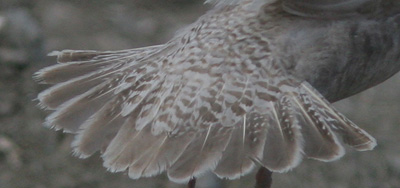 Larus hyperboreus hybrid