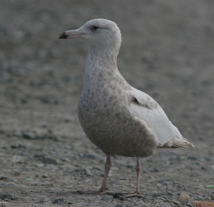 Larus hyperboreus hybrid