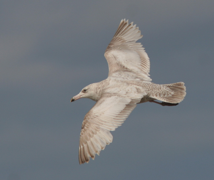 Larus hyperboreus hybrid