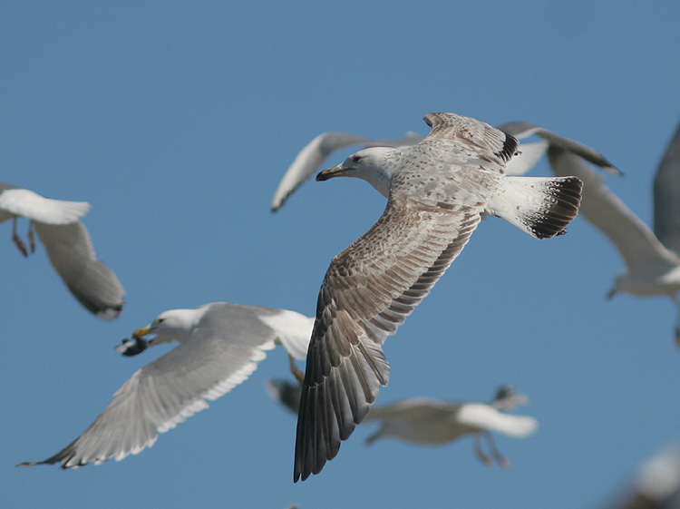 Larus cachinnans
