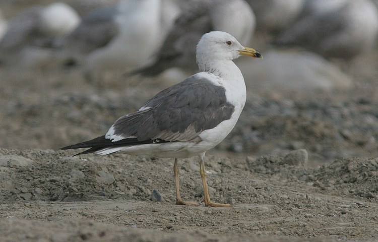 Larus f. heuglini