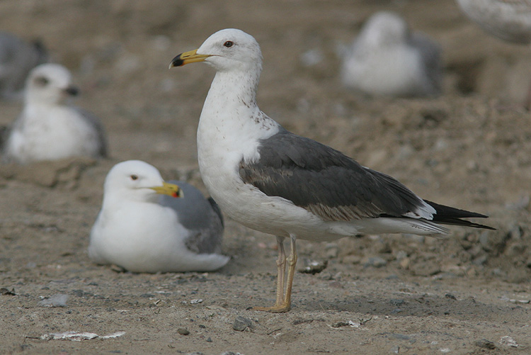 Larus f. heuglini