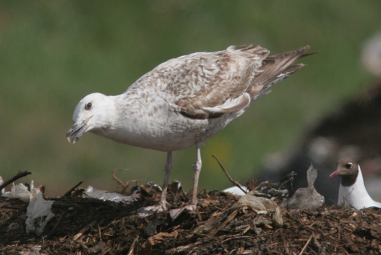 Larus cachinnans