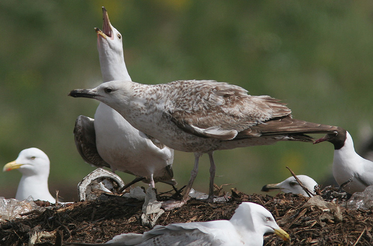Larus cachinnans