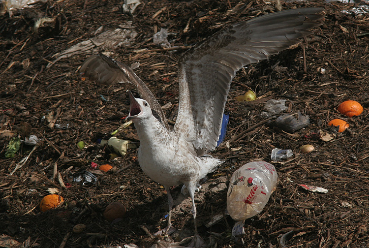 Larus cachinnans