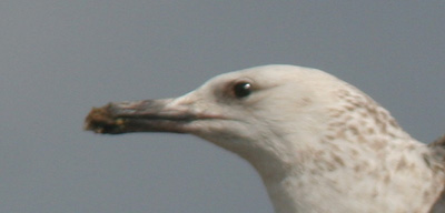 Larus cachinnans