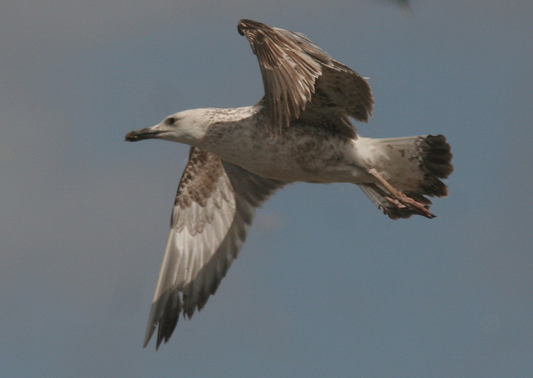 Larus cachinnans