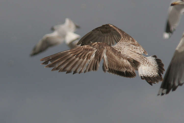 Larus cachinnans