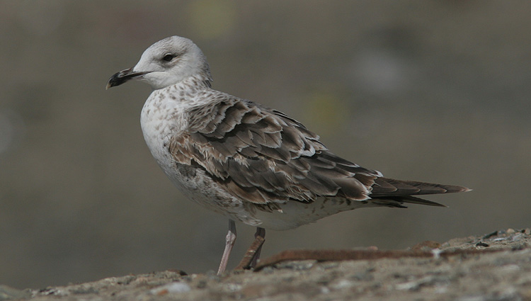 Larus fuscus